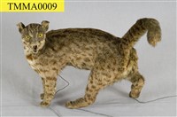Leopard Cat Collection Image, Figure 8, Total 12 Figures
